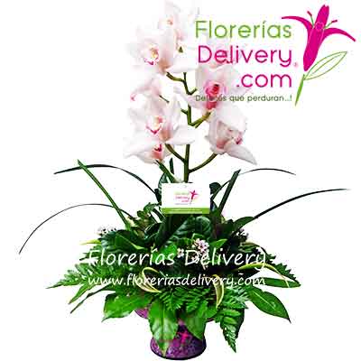 Arreglos florales con orquideas de colores y regalos ... envios a Lima Callao Peru en menos de 3 o 4 horas el mismo dia a domicilio...